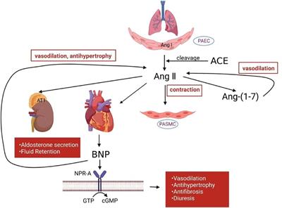 The emerging role of sacubitril/valsartan in pulmonary hypertension with heart failure